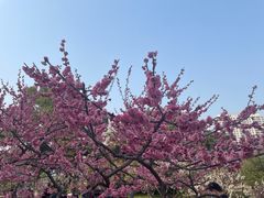 -红梅公园