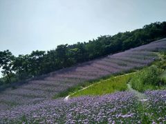 -大塘金香草谷