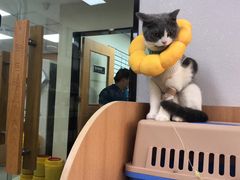 -联合动物医院(光谷诊疗中心)