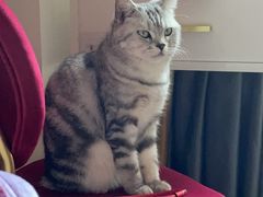 -创凡宠物医院·骨专科  猫科中心(西乡分院)