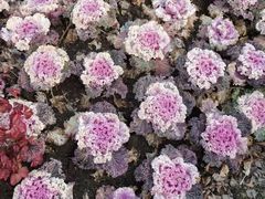 -荷兰花海