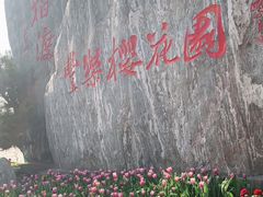 -古柏渡丰乐樱花园