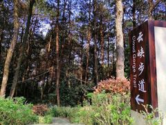 -铁山坪森林公园