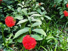 -曼听御花园