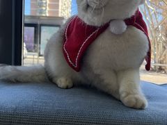 -芭比堂宠物医院·全科爱猫医院·仁德分院