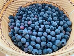 -金谷域澳洲庄园