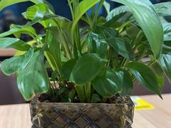 -宋益驴蹄子面肉夹馍(辛家庙店)