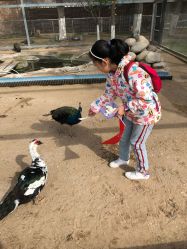 -上美四季动物农场