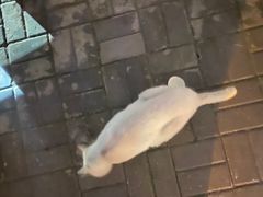 -纳吉亚猫专科动物诊疗中心(蒋宅口分院)