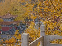 -遵化市禅林寺古银杏风景园