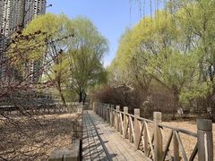 -长白岛森林公园