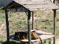 -新疆天山野生动物园