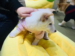-逗柴咖啡屋·狗咖猫咖宠物桌游