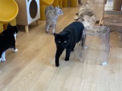 -有喵·猫咖·狗咖·30几只猫10只小狗(岗厦店)