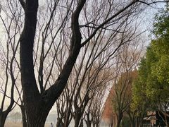 -苏州太湖湖滨国家湿地公园