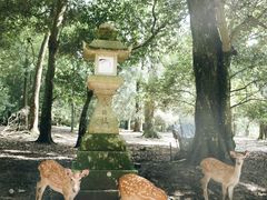 -枫雅和服体验(奈良店)