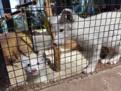 -酷嗒动物文化乐园(cutezoo西溪乐天城店)