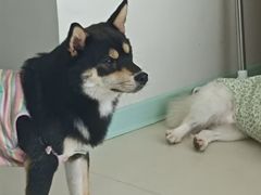 -怪兽屋·羊驼·猫咖·狗咖(俊华广场店)