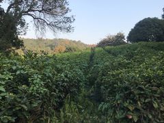 -龙寺生态园