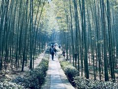 -大奇山国家森林公园