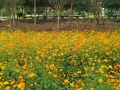 -武汉紫薇都市田园