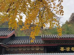 -千年银杏谷文化旅游区