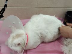 -北京观赏动物医院·24小时大型综合·猫专科·异宠专科