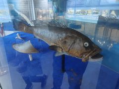 -上海海洋大学鱼文化博物馆(军工路校区)