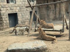 -北京野生动物园