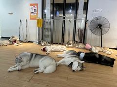 -Husky Go! 哈士奇体验馆·宠物咖啡厅狗咖