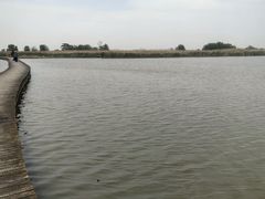 -盐城丹顶鹤湿地生态旅游区