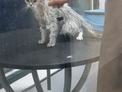 -宠颐生动物医院·心脏科·保险定点(锦阳分院)