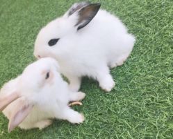 -萌宠亲子动物乐园(槐房万达店)