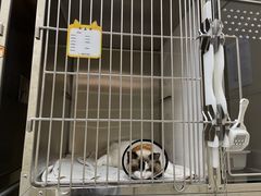 -瑞鹏宠物医院犬猫全科(真大分院)