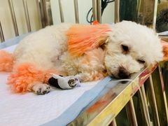 -芭比堂动物医院·犬猫全科·异宠专科(雁塔分院)