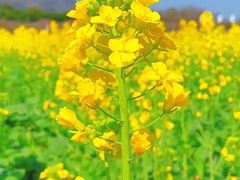 -西京湾花海