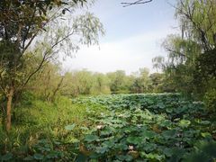 -西溪国家湿地公园