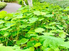 -南山植物园