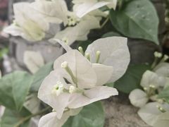 -云溪植物园
