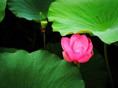 -荷塘月色湿地公园·向阳花洲