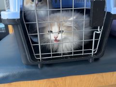 -伟伟宠物医院·瑞派猫友好医院·猫科(光谷店)