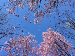 -九皇山景区