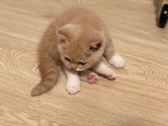 -东方名猫馆·英短金渐层布偶猫舍(环线广场1号楼店)