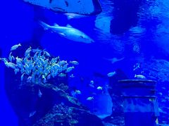 -海合安武汉极地海洋公园