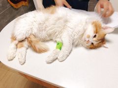 -美联众合宠物医院·爱萌分院·内外科·猫科中心