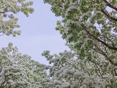 -泰丰公园