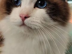 -喵喵咪呀布偶猫咖(春熙路店)