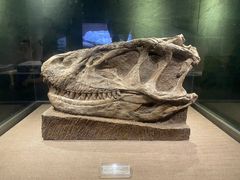 -自贡恐龙博物馆