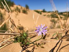 -亿利库布其七星湖沙漠生态旅游区