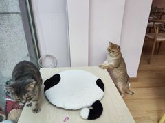 -猫咪派对(江南西店)